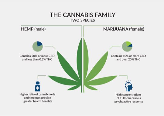 The Cannabis Family